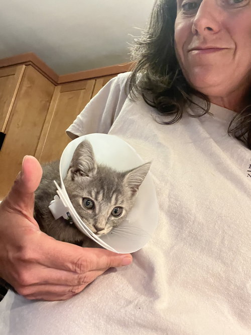 picture of the cat needing adoption