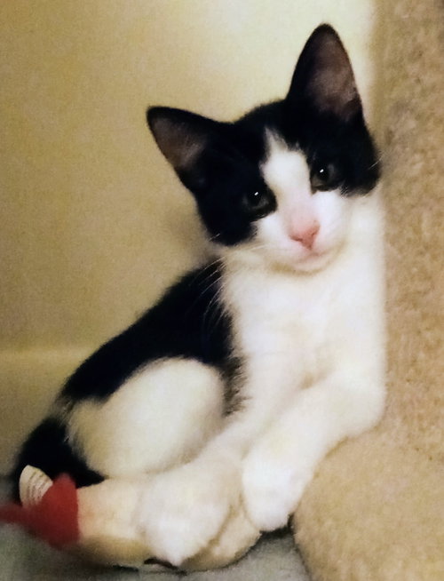 MANTIS - Domestic Short Hair available for adoption