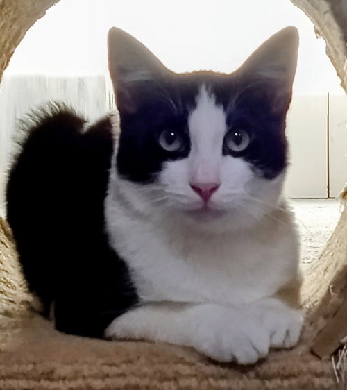 MANTIS - Domestic Short Hair available for adoption
