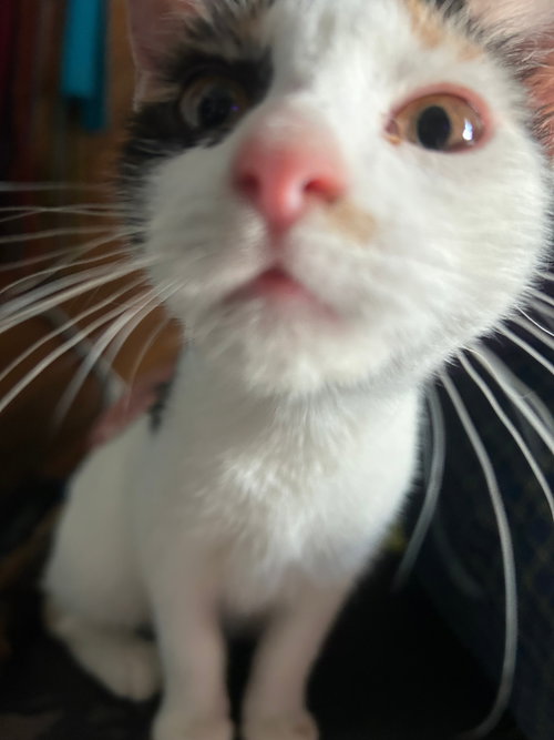 GABRIELLE - Domestic Short Hair available for adoption