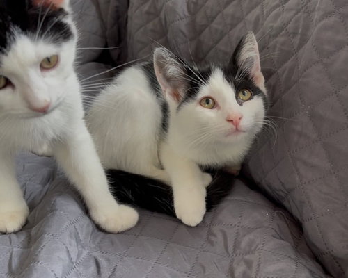 PIKE - Domestic Short Hair available for adoption