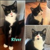 River (Bonded with Gonzo) - Photo 1