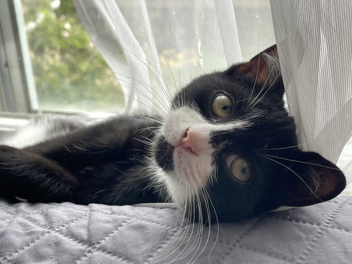 GONZO - Domestic Short Hair available for adoption