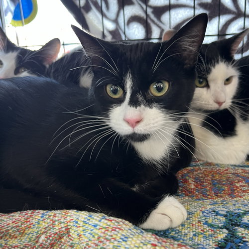 Gonzo (Bonded with River), Young Domestic Short Hair (short coat), cat for adoption in Lancaster, Pennsylvania