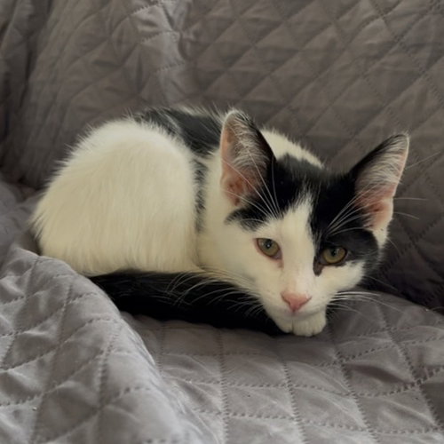 MAGGIE - Domestic Short Hair available for adoption