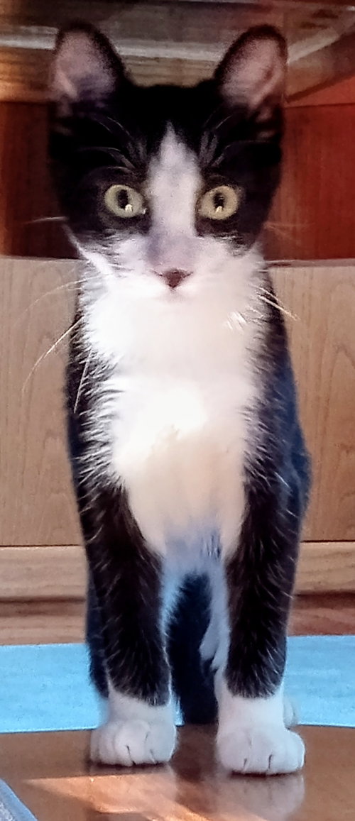 Mallo, an adoptable Domestic Short Hair in Lemoyne, PA