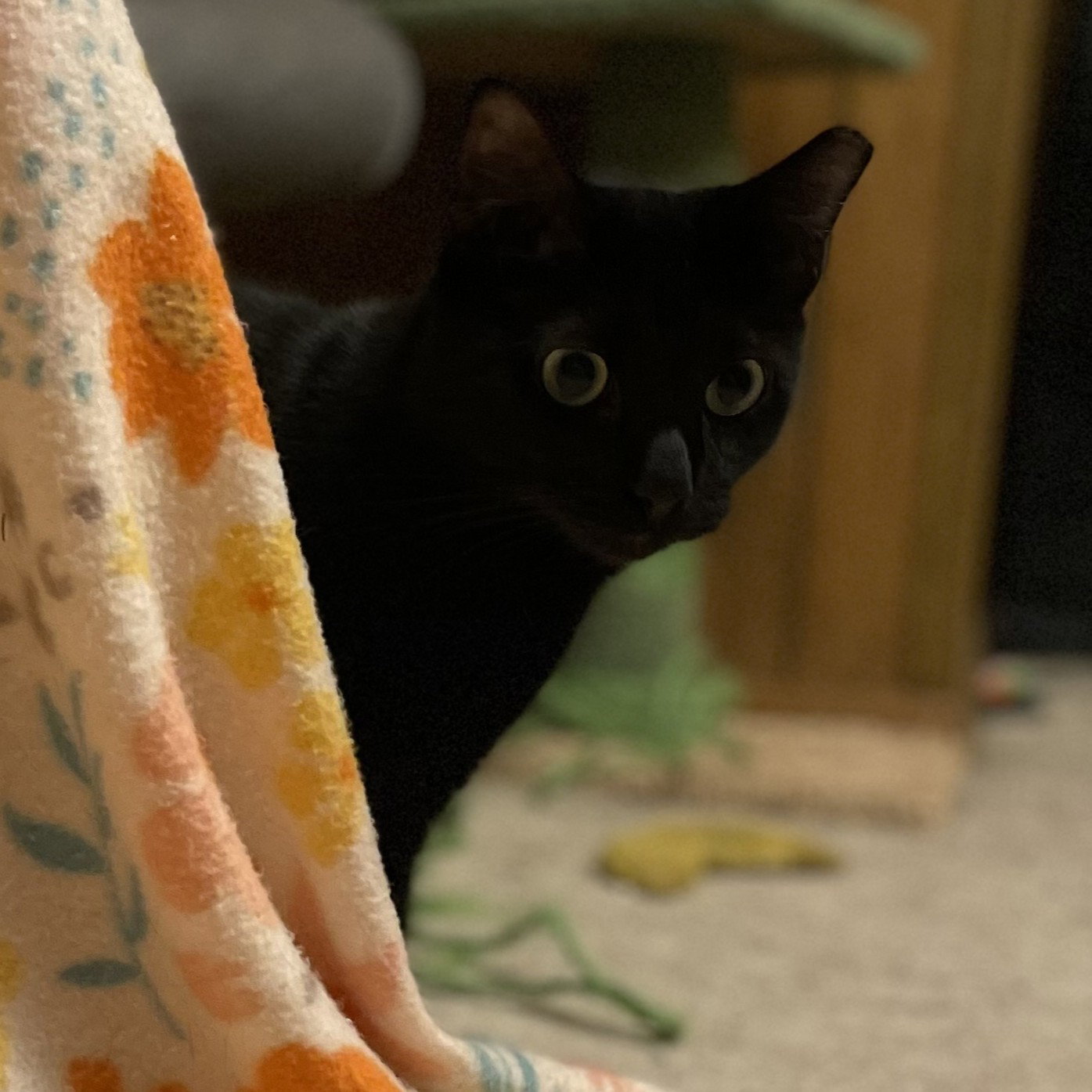 Vanilla Bean Image