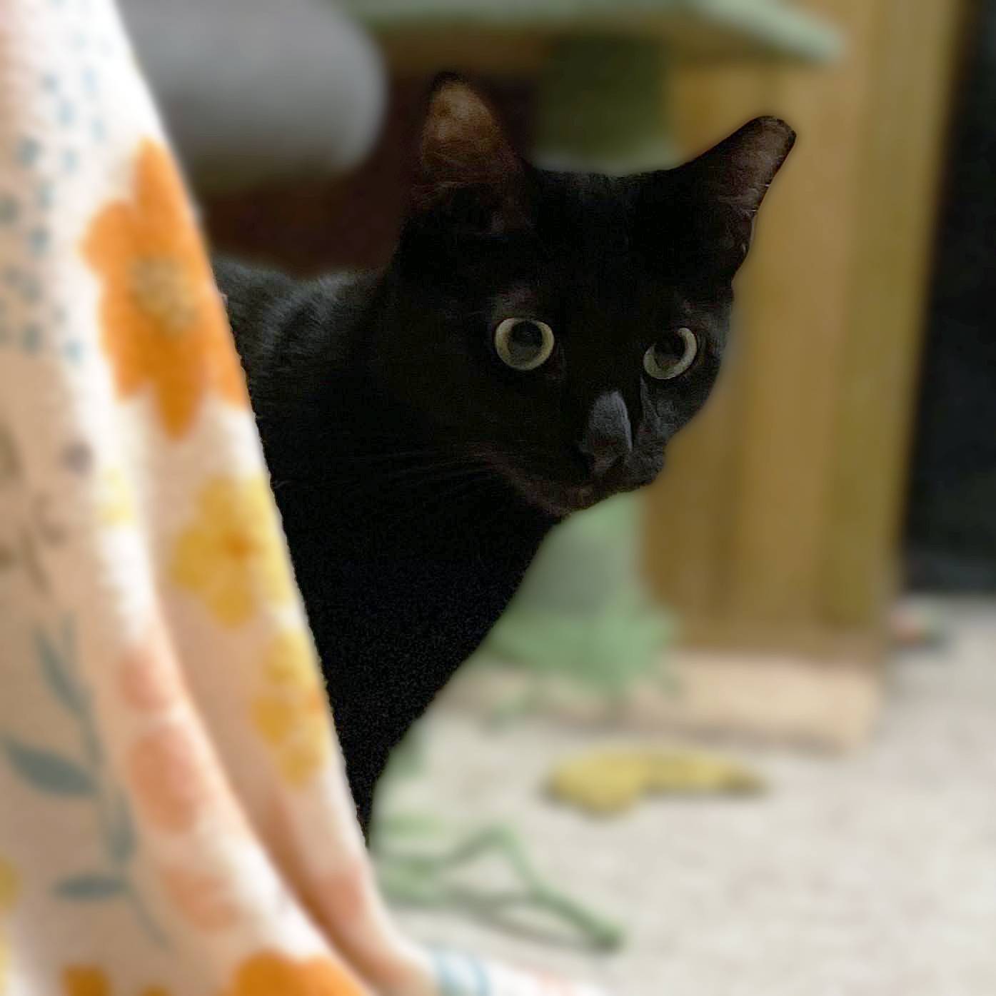 Vanilla Bean, photo 2