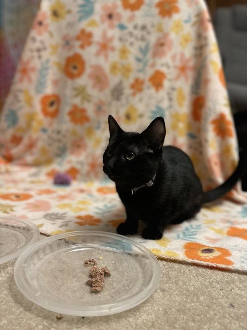 DECEMBER - Domestic Short Hair available for adoption