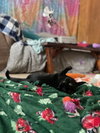 December - Photo 9
