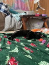 December - Photo 12