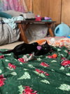 December - Photo 13