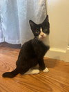 Beau (adorable tuxie) - Photo 1