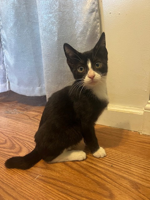 BEAU (ADORABLE TUXIE) - Domestic Short Hair available for adoption
