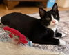 Beau (adorable tuxie) - Photo 2