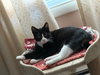 Beau (adorable tuxie) - Photo 3