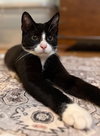 Beau (adorable tuxie) - Photo 4