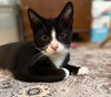 Beau (adorable tuxie) - Photo 5