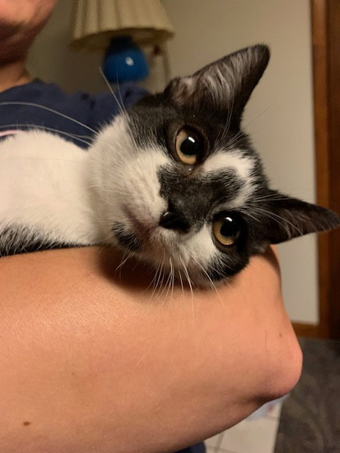 Dart (smudgey black nose) Image