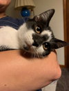 Dart (smudgey black nose) - Photo 1