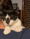 Dart (smudgey black nose) - Photo 2