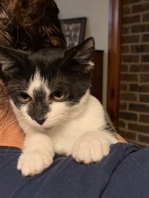 DART (SMUDGEY BLACK NOSE) - Domestic Short Hair available for adoption