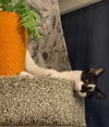 Dart (smudgey black nose) - Photo 3