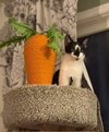 Dart (smudgey black nose) - Photo 4