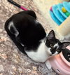 Dart (smudgey black nose) - Photo 5