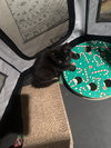 Arwen - Photo 2