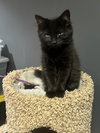 Arwen - Photo 6