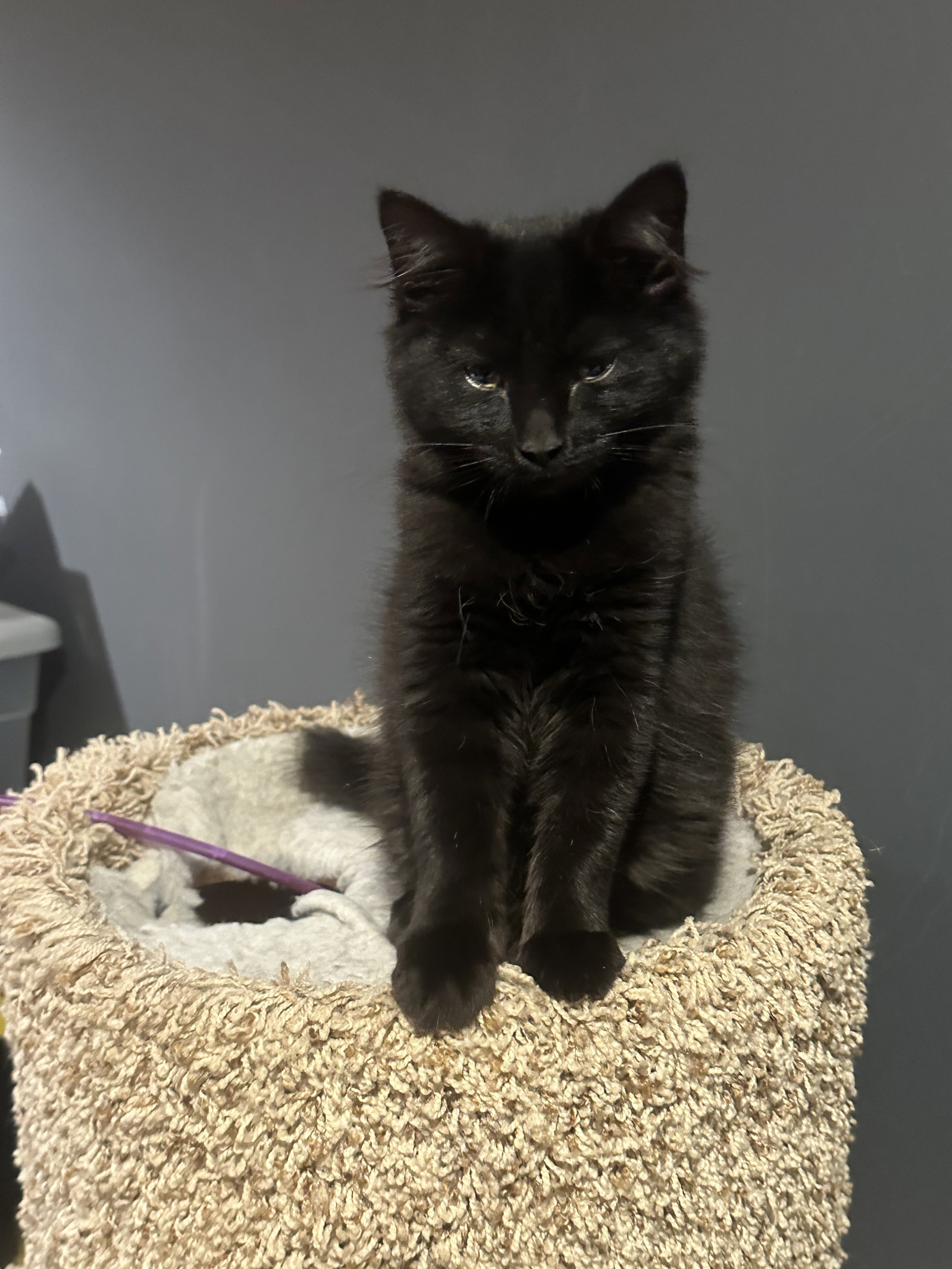 Arwen Image