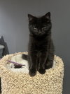 Arwen - Photo 1