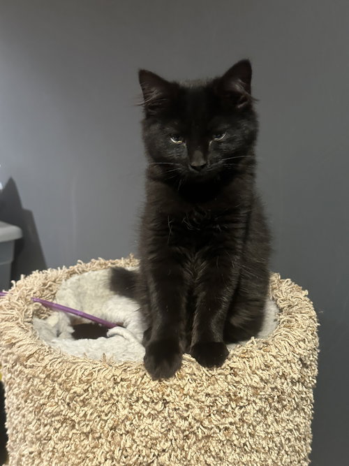 ARWEN - Domestic Medium Hair available for adoption