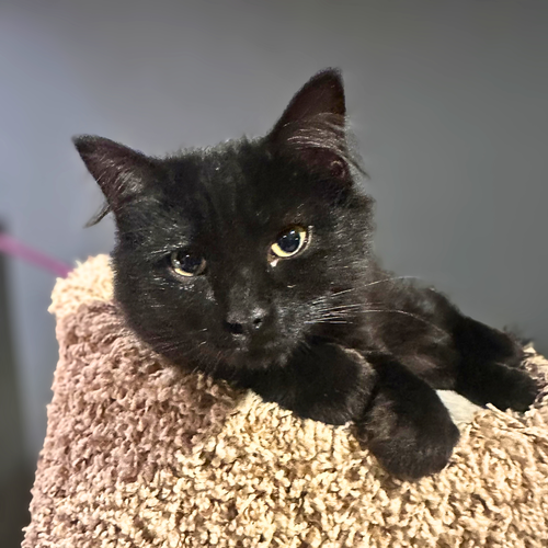 Arwen, a cat for adoption from Loving Care Cat Rescue