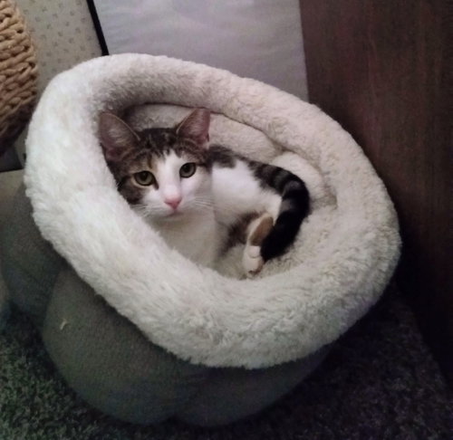 CAMELLIA - Domestic Short Hair available for adoption