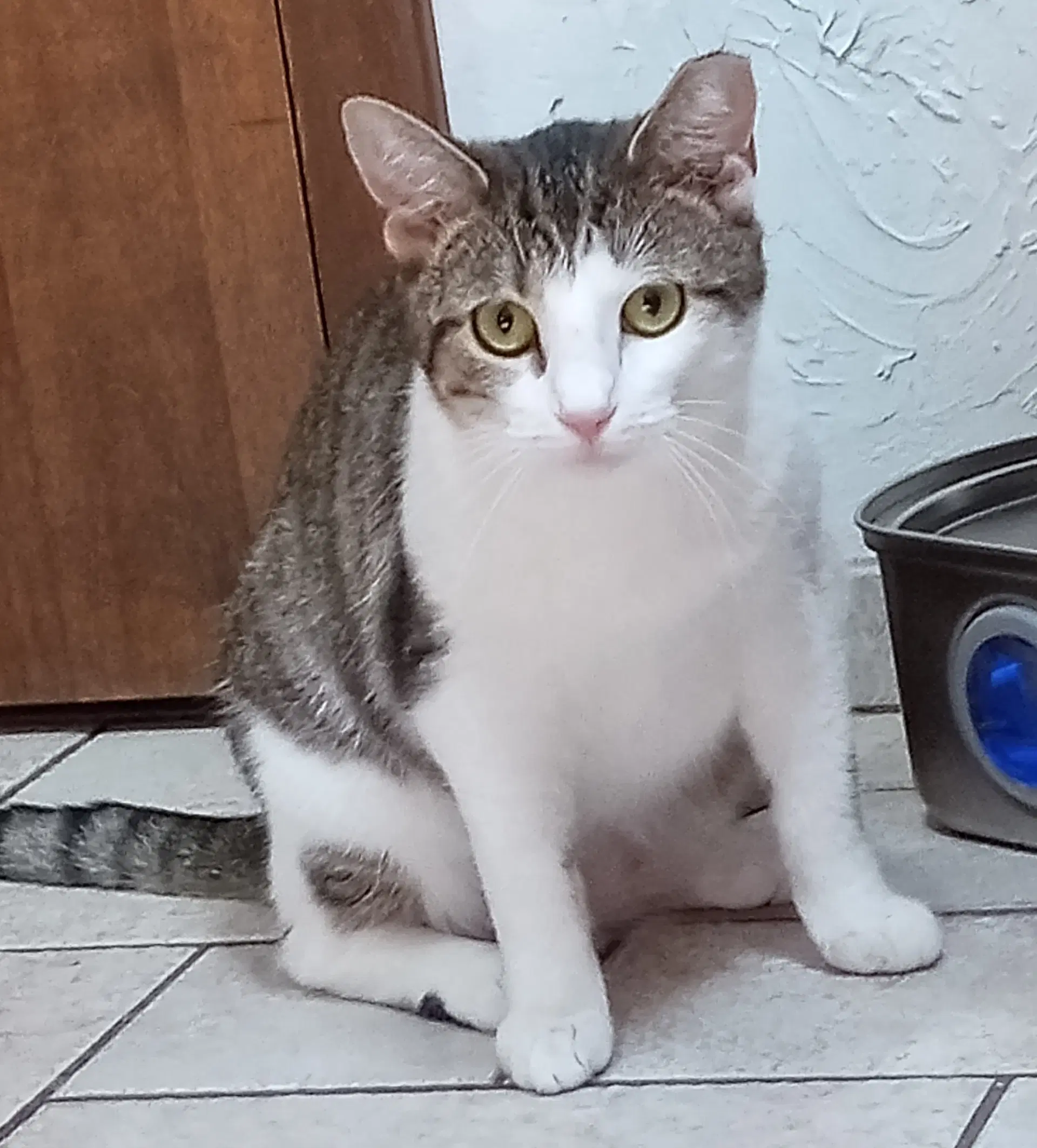 Camellia - Domestic Short Hair
