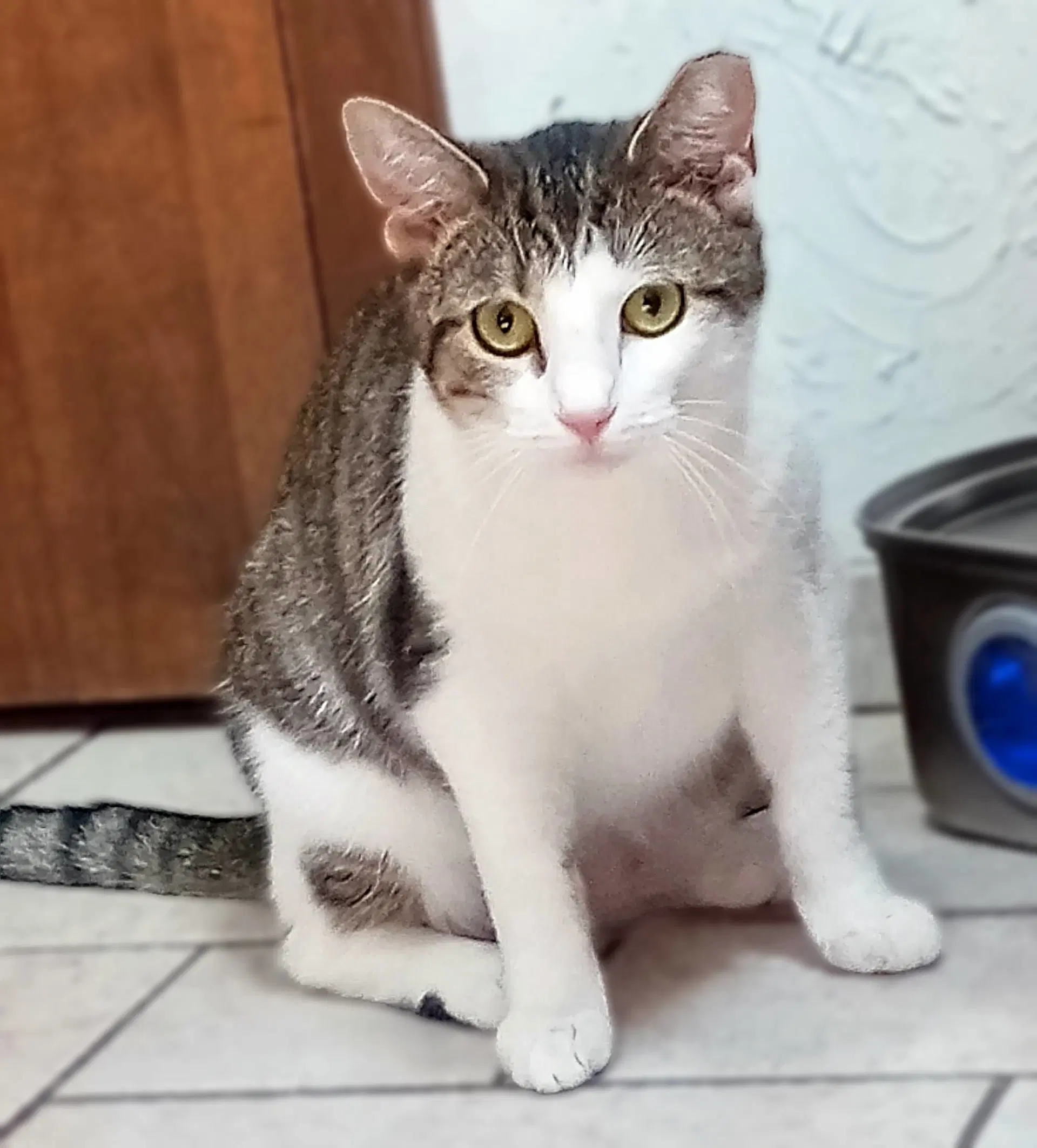 Camellia - Domestic Short Hair