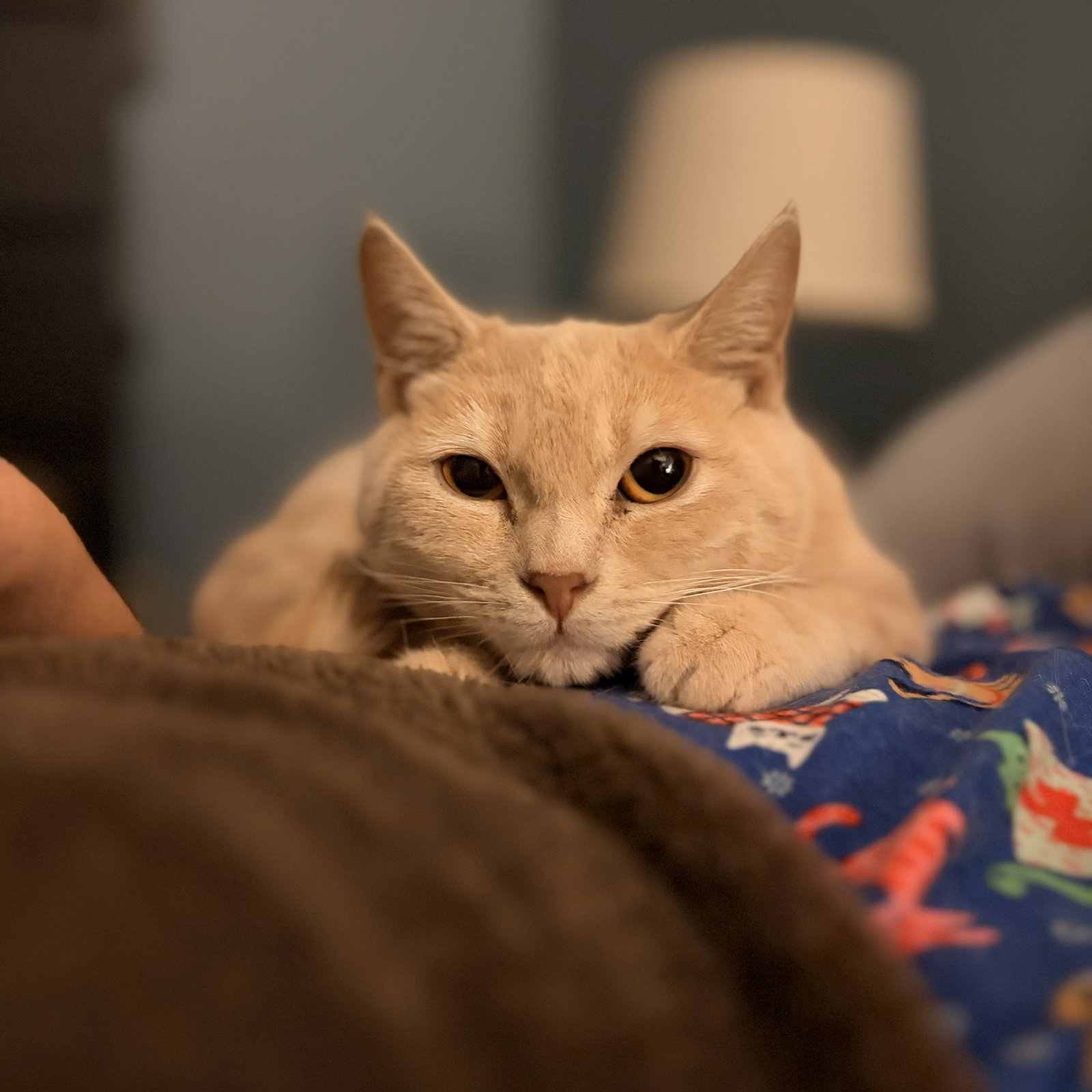 Twinkie (adopt with sister snack cake, Krimpet) Image