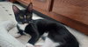 Anise - Photo 4