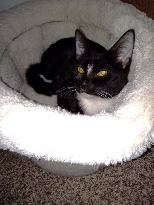 ANISE - Tuxedo / Domestic Short Hair available for adoption