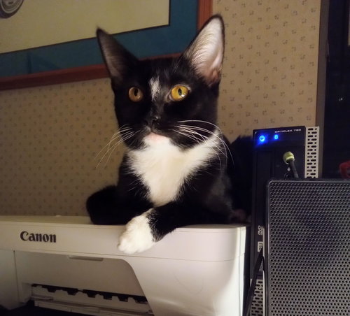 ANISE - Tuxedo / Domestic Short Hair available for adoption