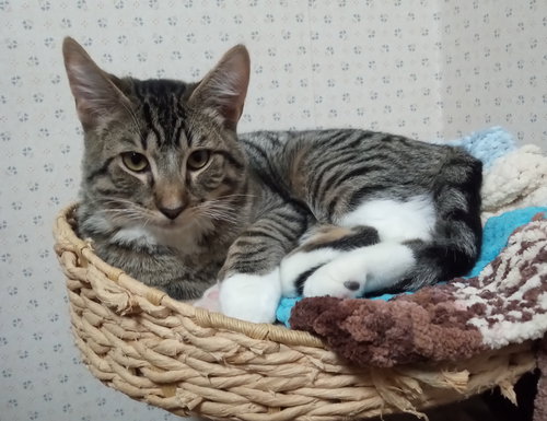 CARAWAY - Domestic Short Hair available for adoption