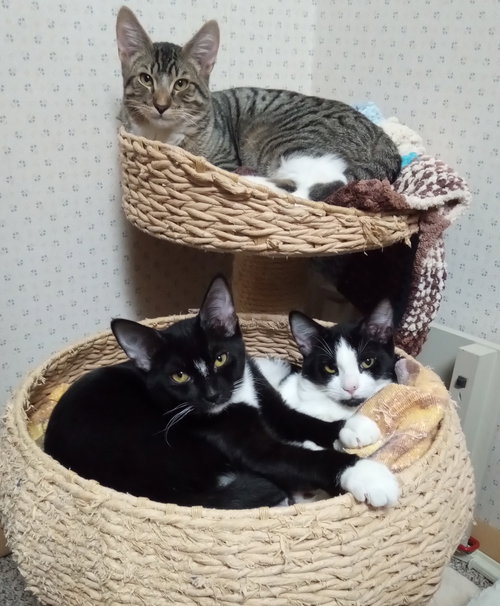 CHICORY - Domestic Short Hair available for adoption
