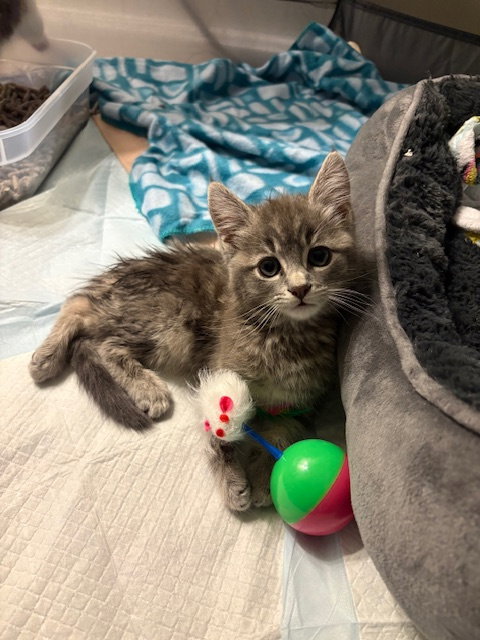Buddy, Baby Domestic Short Hair (short coat), cat for adoption in Lancaster, Pennsylvania