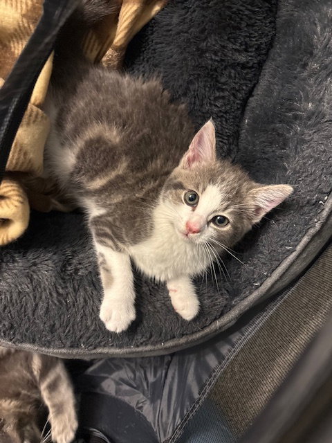 Charlotte, Baby Domestic Short Hair (short coat), cat for adoption in Lancaster, Pennsylvania