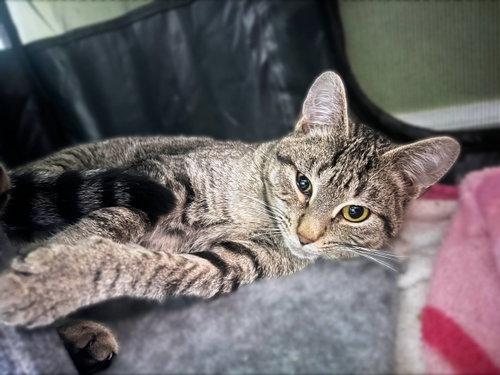 Wembley, a cat for adoption from Loving Care Cat Rescue