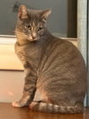 Aanya (sweet silver tabby)