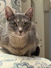 Aanya (sweet silver tabby)