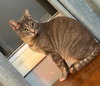 Aanya (sweet silver tabby)